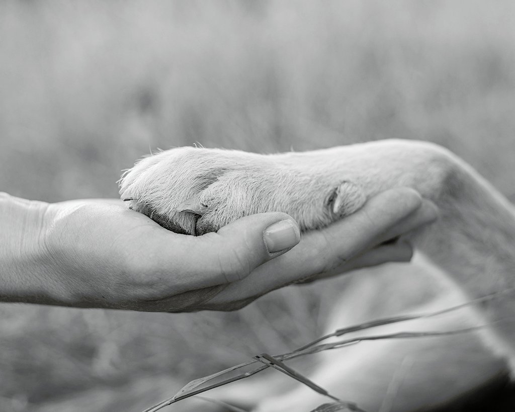 ¿Cómo denunciar el maltrato animal en el Perú?